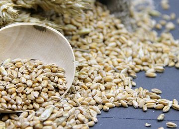 USDA: Iran Barley Production Falls Nearly 10% 