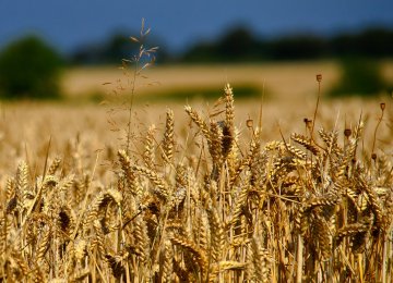 USDA Forecasts Growth in Iranian Wheat Output 