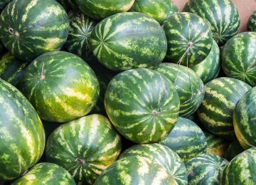 Watermelon Exports Exceed $97 Million