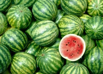 250 Tons of Watermelon Exported to Qatar