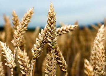 Gov’t Wheat Purchases Exceed 8m Tons