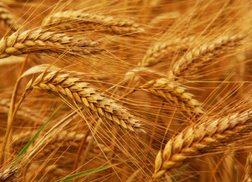 Iran Wheat Reserves Hit 12m Tons