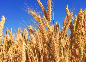 Gov’t Wheat Purchases Reach 8.8m Tons