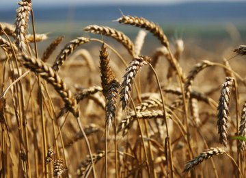 Wheat Production Estimated to Decline