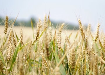 A record high of 14 million tons of wheat were produced last year, which helped Iran achieve wheat self-sufficiency for the first time in about a decade.