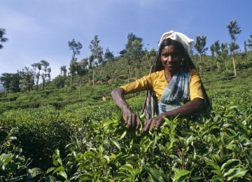 Indian Tea Exporters Cheer Exemption From American Sanctions on Iran