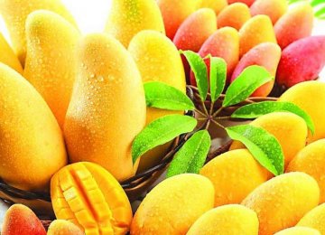 Indian Mangoes for Iranian Trial