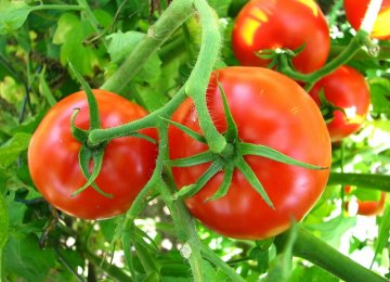 Iran exported about $35 million worth of tomatoes during the five months to Aug. 22.