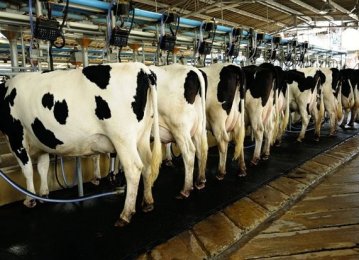 Cows, Calves Have 50% Share in Red Meat Supply