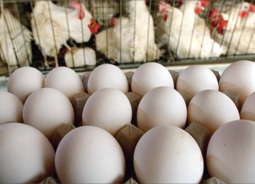 Egg Exports at Over 18K Tons in H1