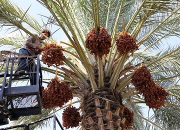 Iran Among World’s Top Three Dates Producers, Exporters