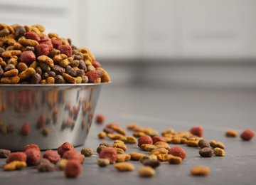 Iran Bans Cat Dog Food Imports Financial Tribune