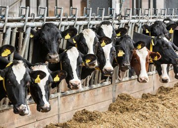 Industrial Livestock Farms’ PPI at 51.83% 