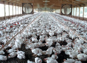 Poultry Output Down 17% 