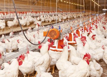 35% Growth in Poultry Output 