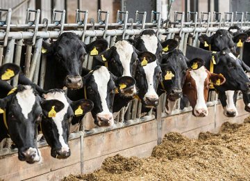 $7b Worth of Livestock Feed Imported in Fiscal 2022-23