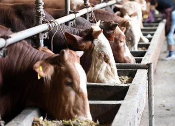 Industrial Livestock Farms’ PPI Inflation Hit 69% in Q2 