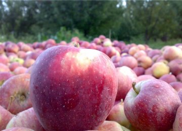 Apple Output Expected to Exceed 4 Million Tons 