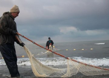 23% Rise in Boney Fish Harvest From Caspian Provinces 