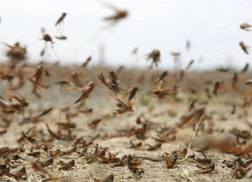 $1.5m Allocated to Fight Desert Locusts 