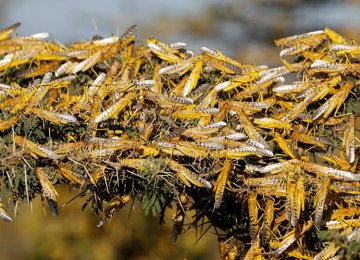 Agro Devastation by Desert Locusts Prevented, New Swarms Expected 