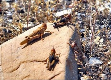 Desert Locust Invasion Expected in Mid-March