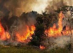 $880K Allocated to Fighting Wildfires 