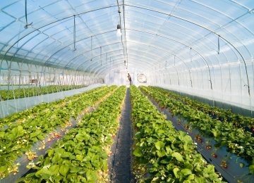 Most Greenhouses Use Drop Irrigation 