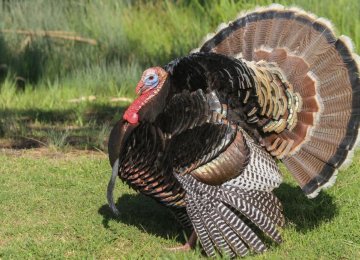 Isfahan: Iran’s Turkey Meat Production Hub 