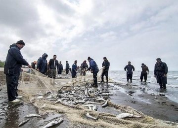 Mazandaran Bony Fish Harvest Down 30% 