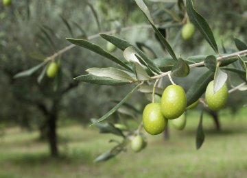 Olive Output Expected to Double This Year