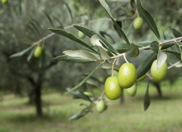 Decline in Olive Production Expected 