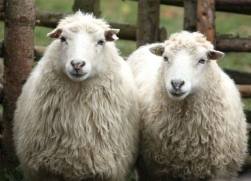 Semnan Farm Starts Spanish Sheep Breeding 