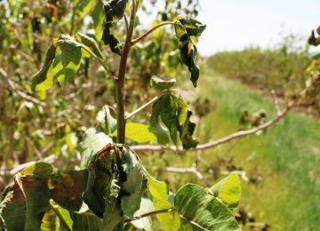 Shiraz Agro Sector’s Weather-Related Losses Reach $22m 