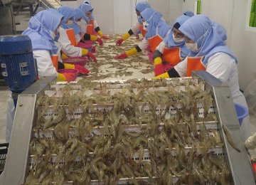 Shrimp Exports Earn $150 Million Since March