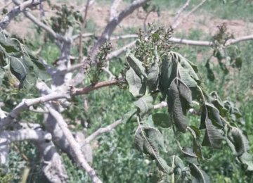 Frost Inflicts Losses Worth $76m on Sirjan Pistachio Orchards 