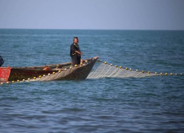 Caspian Sea Sprat Harvest Topped 20,000 Tons 