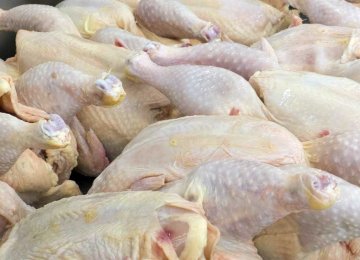 Iran Among Biggest Chicken Producers