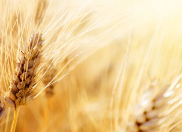 Gov’t Begins Guaranteed Purchase of Wheat