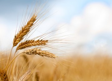 Gov’t Wheat Purchase in Full Swing