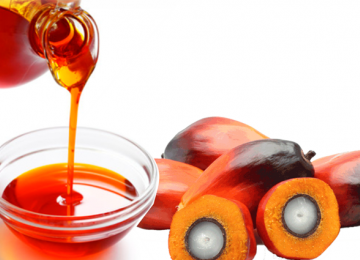 Iran Palm Oil Market to Top $600m by 2025