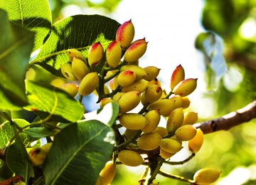 Kerman Province once accounted for 70% of Iran’s pistachio production, but currently produces only 30% all the pistachio grown in the country.