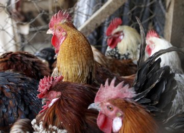 The highly contagious H5N8 virus has been reported in at least 50 countries over the past few months.