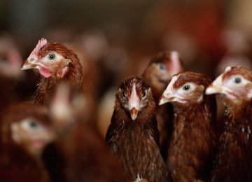 There are many subtypes of avian influenza viruses, but only some strains of five subtypes have been known to infect humans: H5N1, H7N3, H7N7, H7N9 and H9N2.