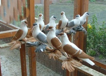 Trade of Ornamental Birds Banned