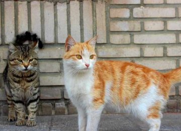 Like many other big cities across continents Tehran too has more than its share of feral cats.