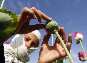 A UNODC report on Afghanistan in 2016 showed poppy cultivation had increased by 10%, and production by 43%.