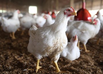 Bird Flu in  14 Provinces