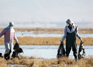 Avian Flu Kills More Migrating Birds