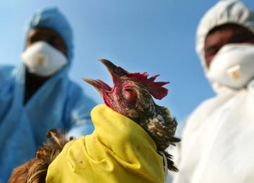 Bird Flu in Chaharmahal